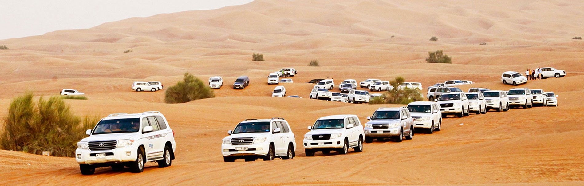 Desert Safari